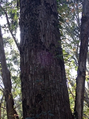 Eucalyptus longifolia