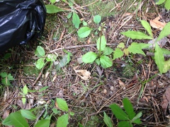 Pyrola elliptica