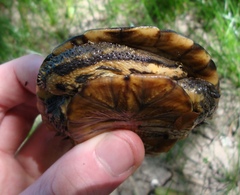 Hydromedusa tectifera