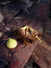 Eucalyptus longifolia