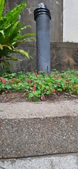 Callianthe megapotamica