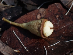 Eucalyptus longifolia