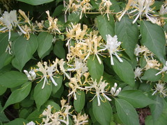 Lonicera