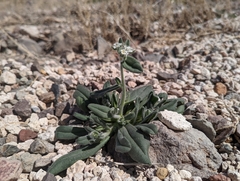 Amsinckiopsis kingii