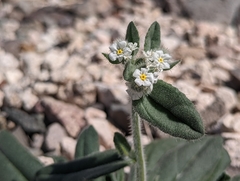 Amsinckiopsis kingii