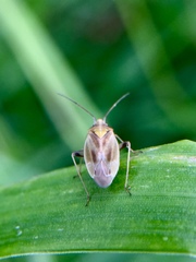 Amblytylus nasutus