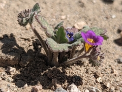 Phacelia gymnoclada