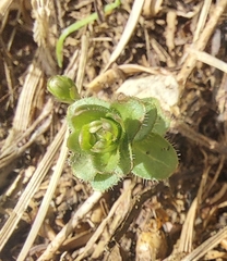 Cruciata glabra