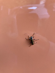 Lycocerus suturellus