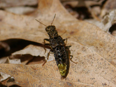 Ontholestes cingulatus