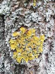 Xanthoria parietina