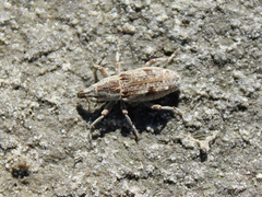 Asproparthenis carinata