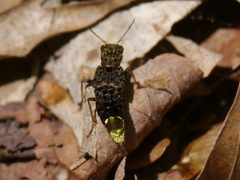 Ontholestes cingulatus