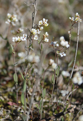 Eutrema botschantzevii