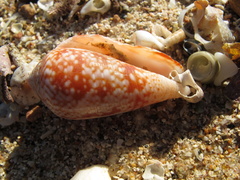 Conus cocceus