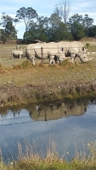 Rhinocerotidae