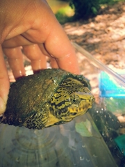 Sternotherus peltifer