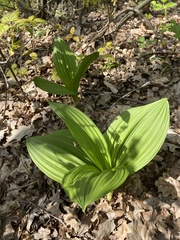 Veratrum nigrum