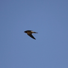 Hirundo rustica