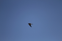 Hirundo rustica
