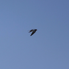 Hirundo rustica
