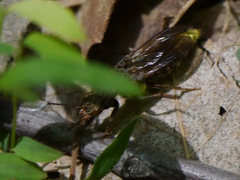 Ontholestes cingulatus