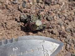 Glyptopleura marginata