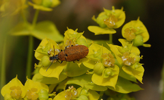 Mycterus curculioides