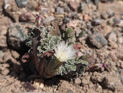 Glyptopleura marginata
