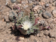 Glyptopleura marginata