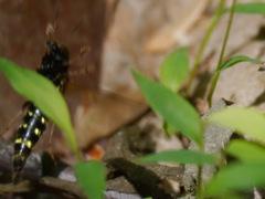 Ontholestes cingulatus