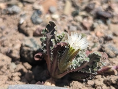 Glyptopleura marginata