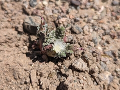 Glyptopleura marginata