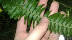 Blechnum australe australe