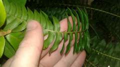 Blechnum australe australe