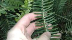 Blechnum australe australe