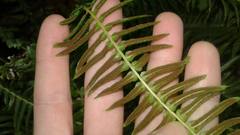 Blechnum australe australe