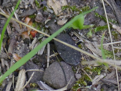 Apterodela unipunctata