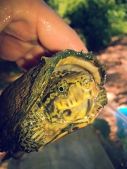 Sternotherus peltifer