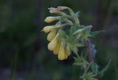 Onosma taurica