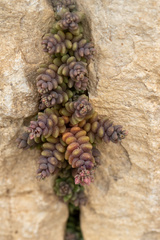 Image of Sedum dasyphyllum
