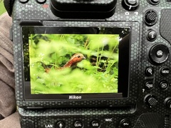 Bambusicola thoracicus