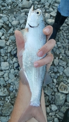 Hiodon alosoides