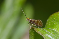 Micropterix tunbergella