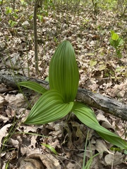 Veratrum nigrum