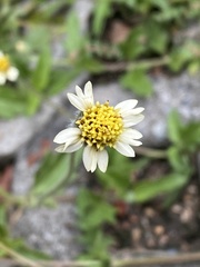 Tridax procumbens