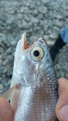 Hiodon alosoides
