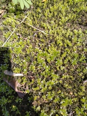 Plagiomnium undulatum