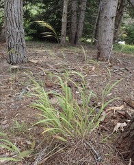 Bromus laevipes