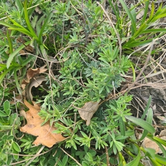 Dorycnium